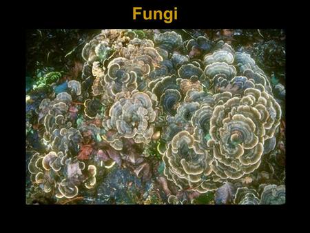 Fungi. Heterotrophs: Decomposers Symbionts. Fungi Mycelia: Networks of branched hyphae May or may not have septa Adapted for absorption.