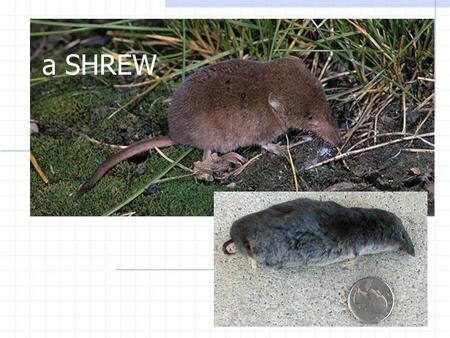 A SHREW.