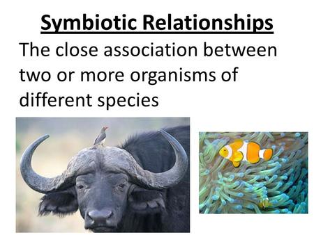 Symbiotic Relationships The close association between two or more organisms of different species.