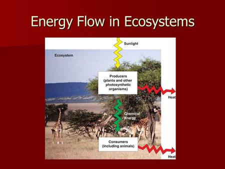 Energy Flow in Ecosystems