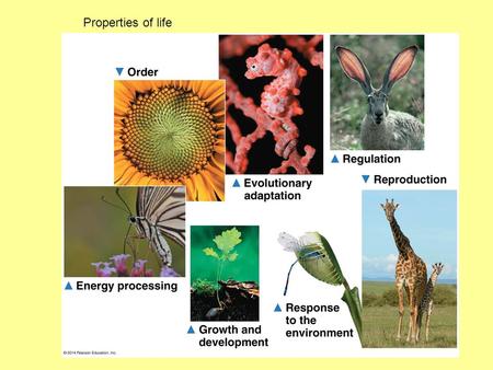 Properties of life. Levels of organization Subatomic particles atoms moleculesorganelles cells tissues organs Organ systems Multicellular ORGANISM! populationcommunityecosystem.