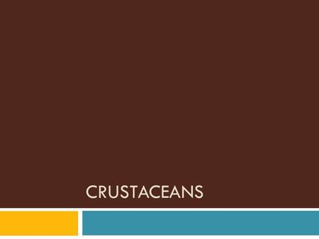 CRUSTACEANS. Phylum… Characteristics of Arthropods (review)  Segmented body  Bilateral symmetry  Jointed appendages  Exoskeleton of chitin  Molting…