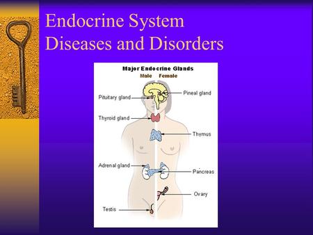 Endocrine System Diseases and Disorders. Gigantism  hyper GH before 25  extreme skeletal size.