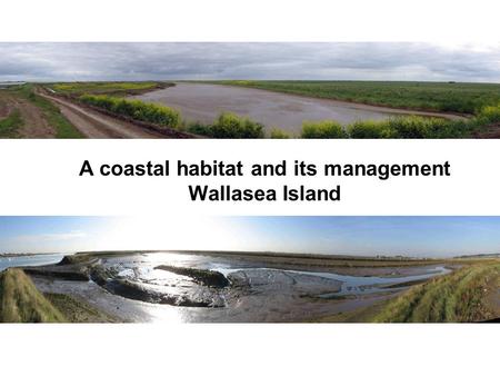 A coastal habitat and its management Wallasea Island.