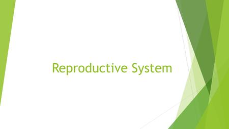 Reproductive System. Mammary Glands  Present in both sexes, but only function in females  Modified sweat glands  Function is to produce milk  Stimulated.