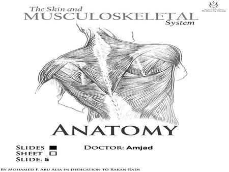 Gluteal region S KIN AND FASCIA OF THE GLUTEAL REGION.