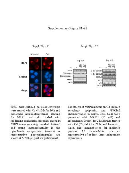 The effects of MRP inhibitors on Cd-induced autophagy, apoptosis, and GSK3αβ phosphorylation in RH460 cells. Cells were pretreated with MK571 (15 µM) and.