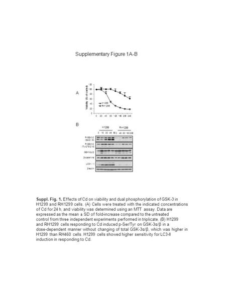 Supplementary Figure 1A-B A H1299 RH1299 0 15 30 45 60 0 45 80 160 200 LC3-I / II P-GSK-3 (Ser21/9) GSK-3α/β β-actin β-catenine P-GSK-3 (Tyr279/216) B.