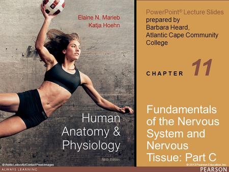 Human Anatomy & Physiology Ninth Edition PowerPoint ® Lecture Slides prepared by Barbara Heard, Atlantic Cape Community College C H A P T E R © 2013 Pearson.