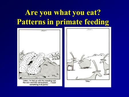 Are you what you eat? Patterns in primate feeding