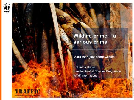 Wildlife crime – a serious crime More than just about wildlife Dr Carlos Drews Director, Global Species Programme WWF International © WWF-Canon / James.