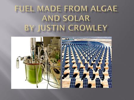  The Algae is made in giant stainless steal containers. The researchers feed the algae sugar, then the algae gives of oil that can be harvested and then.