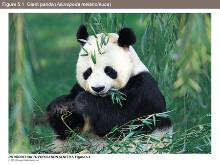 Figure 5.1 Giant panda (Ailuropoda melanoleuca)