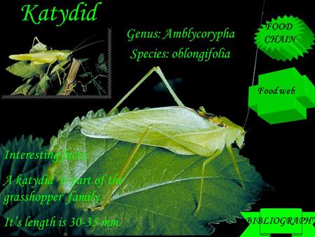 Katydid Genus: Amblycorypha Species: oblongifolia Interesting facts: A katydid is part of the grasshopper family. It’s length is 30-35 mm. Food web FOOD.