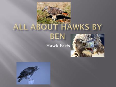 Hawk Facts. M y name is Ben and I am doing a report on Red Tailed Hawks. I think they are neat because they use their wings in many ways.