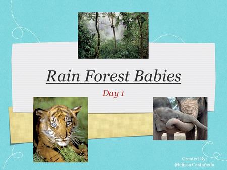 Rain Forest Babies Day 1 Created By: Melissa Castañeda.