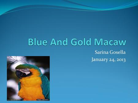 Sarina Gosella January 24, 2013