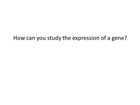 How can you study the expression of a gene?. Promoter activity RNA levels Protein levels: Western blot Elisa Enzyme activty.