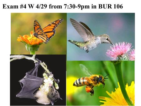 Exam #4 W 4/29 from 7:30-9pm in BUR 106. How Many Animals Do We Want to Save? The Many Ways of Setting Population Target Levels for Conservation ERIC.