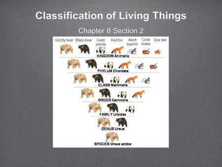 Classification of Living Things