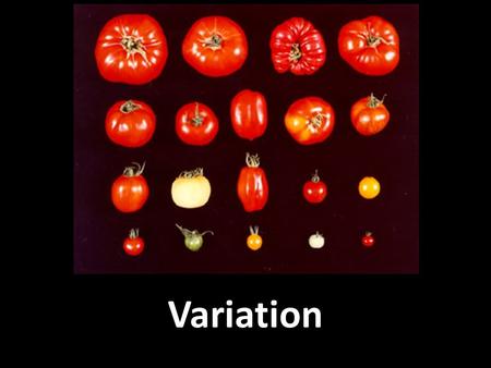 Variation. Types of variation Variation means differences between species (remember dichotomous key) or differences within a species Types of variation: