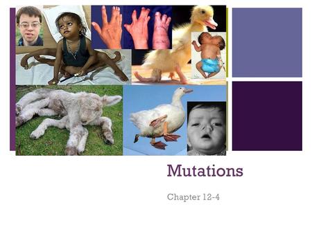 Mutations Chapter 12-4.