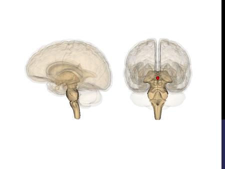 Pineal Gland “Third Eye” Photosensitive ganglion cells – transmit information to pineal gland. Pineal gland is inhibited by light, specifically blue light,