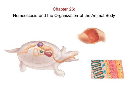 Homeostasis and the Organization of the Animal Body