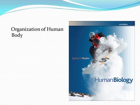 Organization of Human Body. CELL Coined by Robert Hooke (1665) It is the structural and functional unit of life Shape and size varies to suit their function.