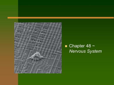 Chapter 48 ~ Nervous System