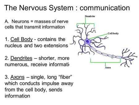 The Nervous System : communication