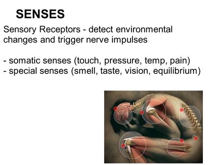 SENSES Sensory Receptors - detect environmental changes and trigger nerve impulses   - somatic senses (touch, pressure, temp, pain) - special senses (smell,