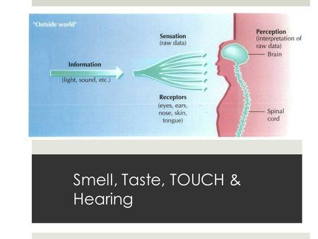 Smell, Taste, TOUCH & Hearing