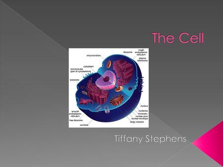 Plant Cells Anim al Cells  A plant cell has a cell wall located on the outside of the cell.  Plant cells go through photosynthesis.