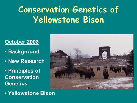 Conservation Genetics of Yellowstone Bison October 2008 Background New Research Principles of Conservation Genetics Yellowstone Bison.