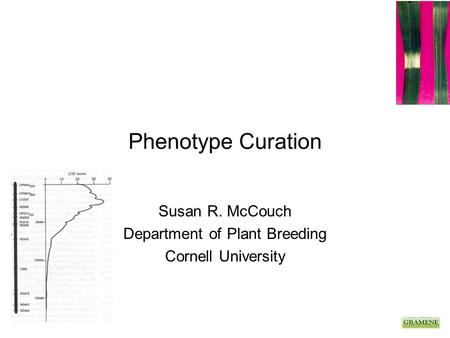 Phenotype Curation Susan R. McCouch Department of Plant Breeding Cornell University.