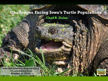 Challenges Facing Iowa’s Turtle Populations Chad R. Dolan Iowa DNR Southeast Regional Office 110 Lake Darling Road Brighton, IA 52540.