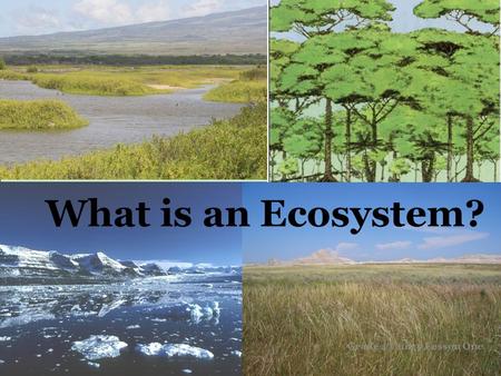 What is an Ecosystem? Grade 4 Unit 3 Lesson One. What Is An Ecosystem Ecosystem: Defined area in which a community lives with interactions taking place.