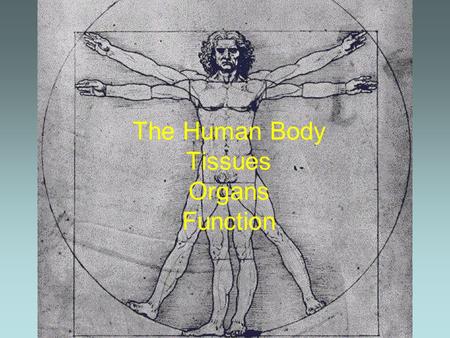 The Human Body Tissues Organs Function