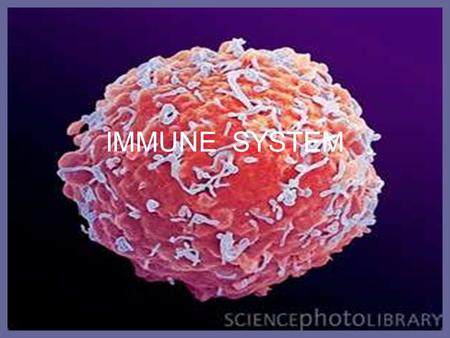 IMMUNE SYSTEM. Parts of Human Blood PARTS OF HUMAN BLOOD: 1.Plasma – non-living, yellow liquid part of blood - 92% water - 8% blood proteins, nutrients,