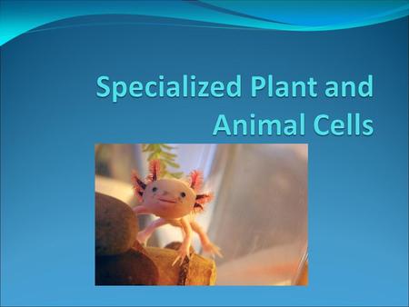 Cell Specialization All cells carry the same DNA information but they do not perform the same functions and may not look the same. The process of a cell.