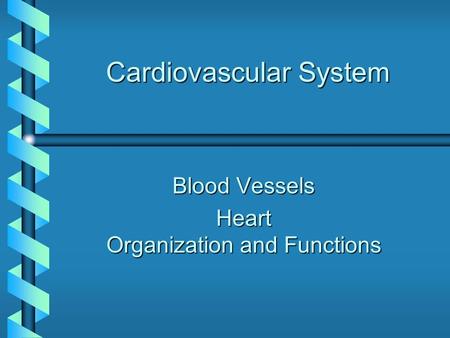 Cardiovascular System