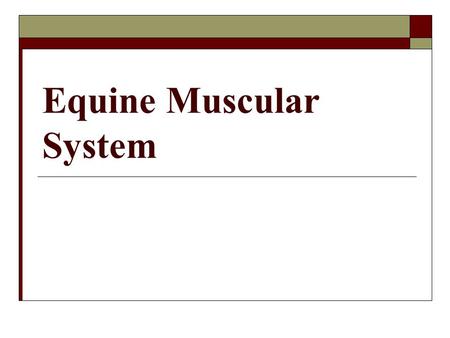 Equine Muscular System