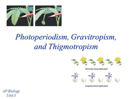 Photoperiodism, Gravitropism, and Thigmotropism AP Biology Unit 5.