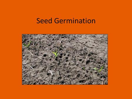 Seed Germination. How does this work? = Compare Starting Fire Starting Seed Oxygen Oxygen Fuel Fuel Spark Spark Environment Environment.