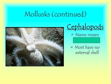 Mollusks (continued) Cephalopods Name means “head-foot” Most have no external shell.