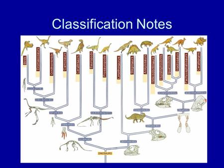 Classification Notes.