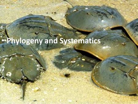 Phylogeny and Systematics Fossil record – Provides information about ancient organisms Figure 25.1.