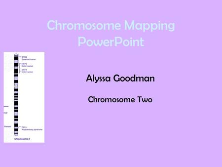 Chromosome Mapping PowerPoint Alyssa Goodman Chromosome Two.