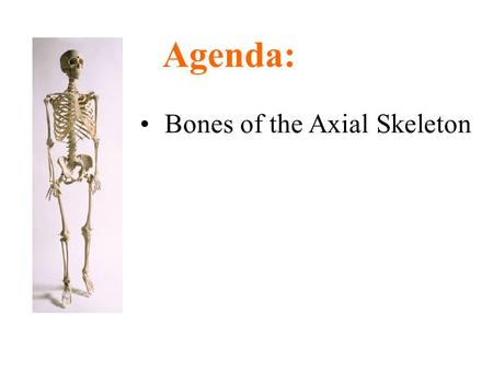 Bones of the Axial Skeleton Agenda:. Parts of the Skeletal System Axial skeleton –Skull, vertebral column, ribs Appendicular skeleton –Upper & lower limb.